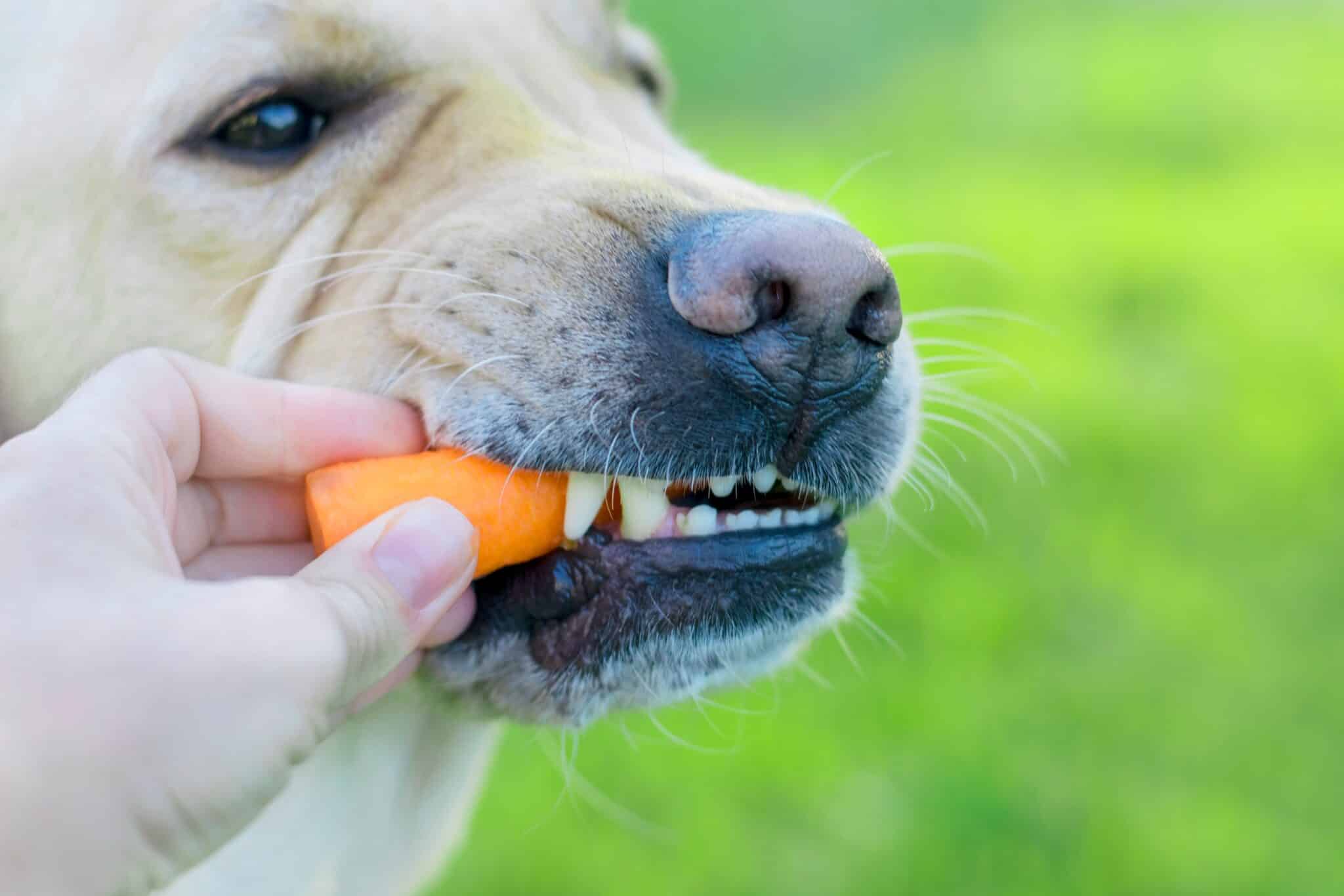 Affordable Dog Teeth Cleaning: Natural Alternatives Vs. Veterinary Cleanings
