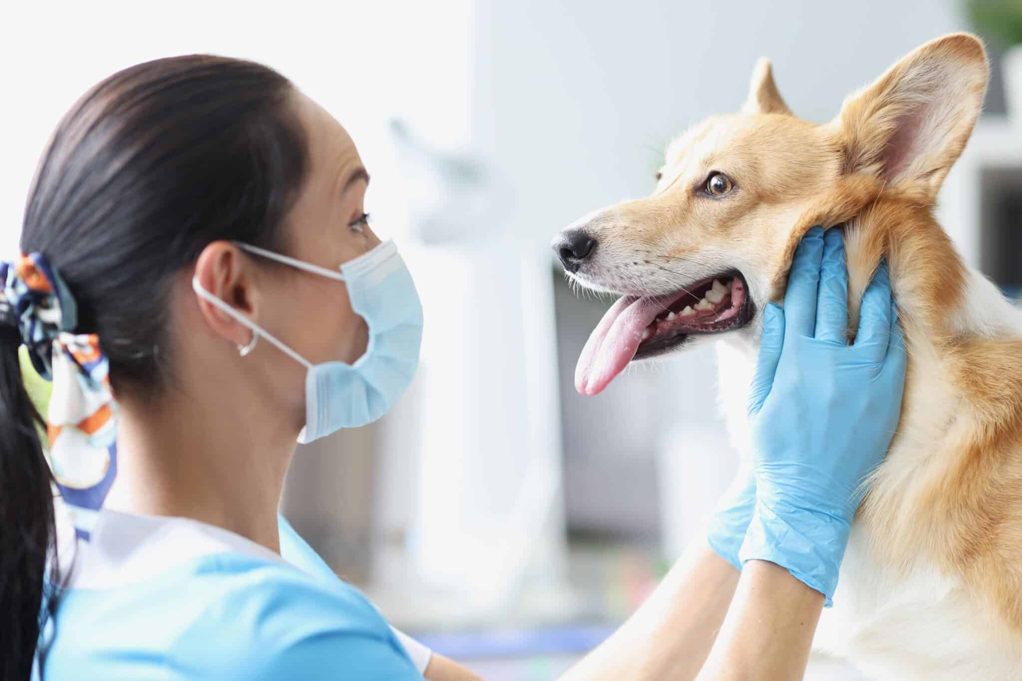 When and Why Dental Extractions Are Needed For Pets