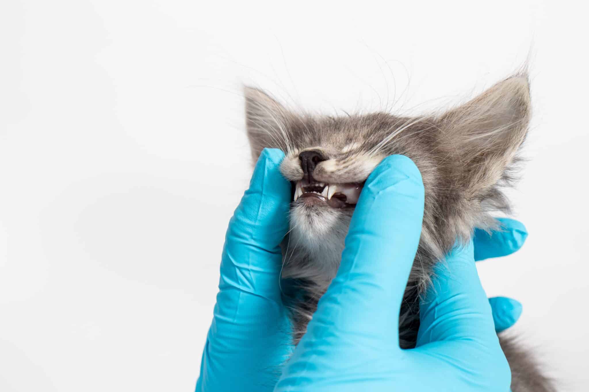 cat getting teeth checked