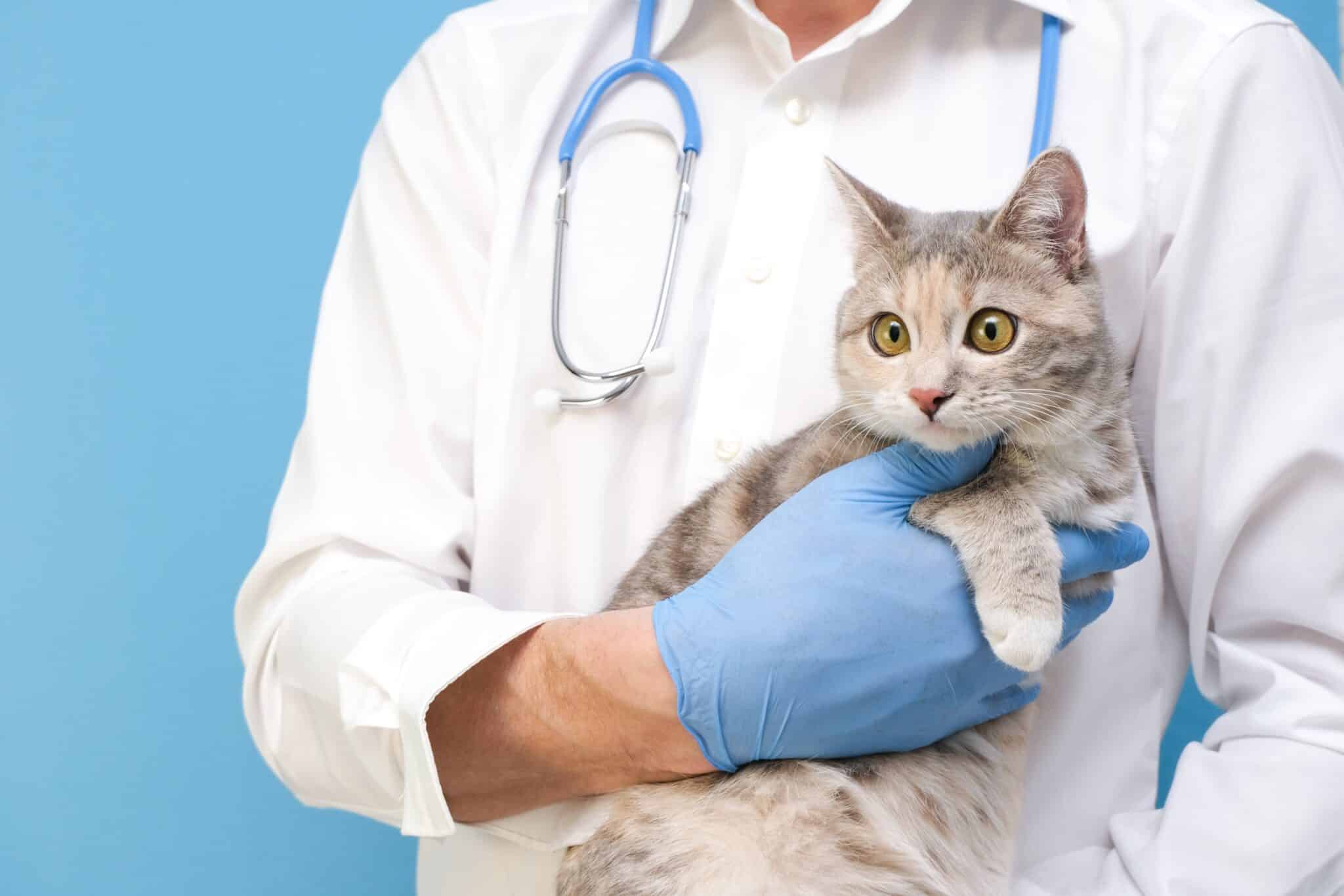 vet holding cat