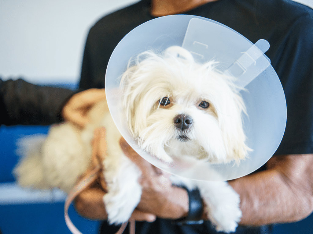 dog post surgical procedure with cone.