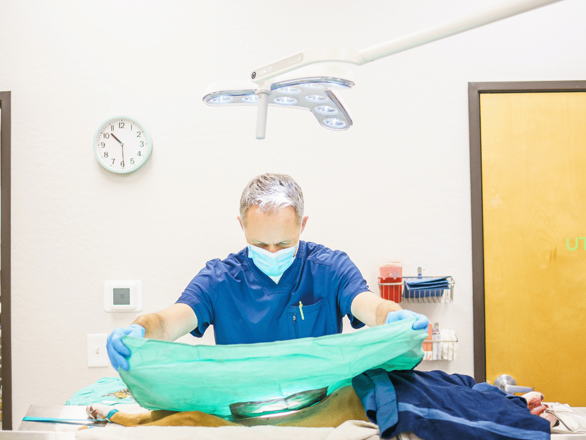 Surgical vet prepping dog for spay procedure