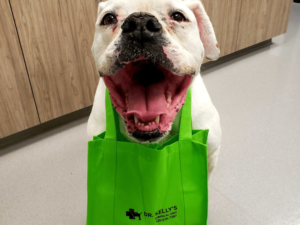 dog after dental cleaning at Dr. Kelly's Surgical Unit