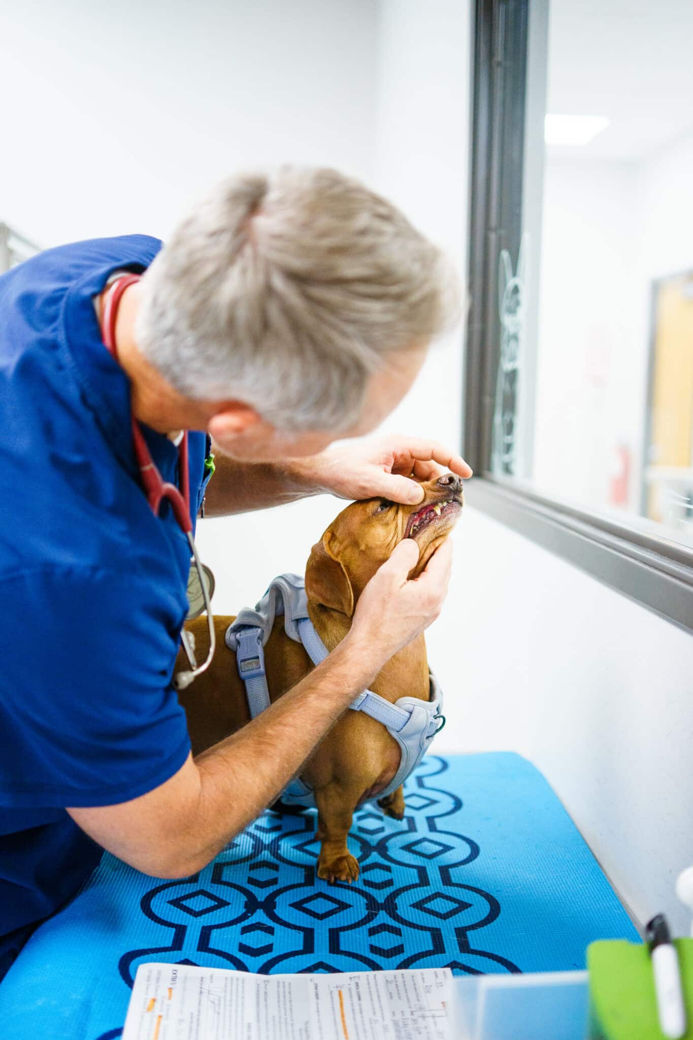 vet examining dog's teeth