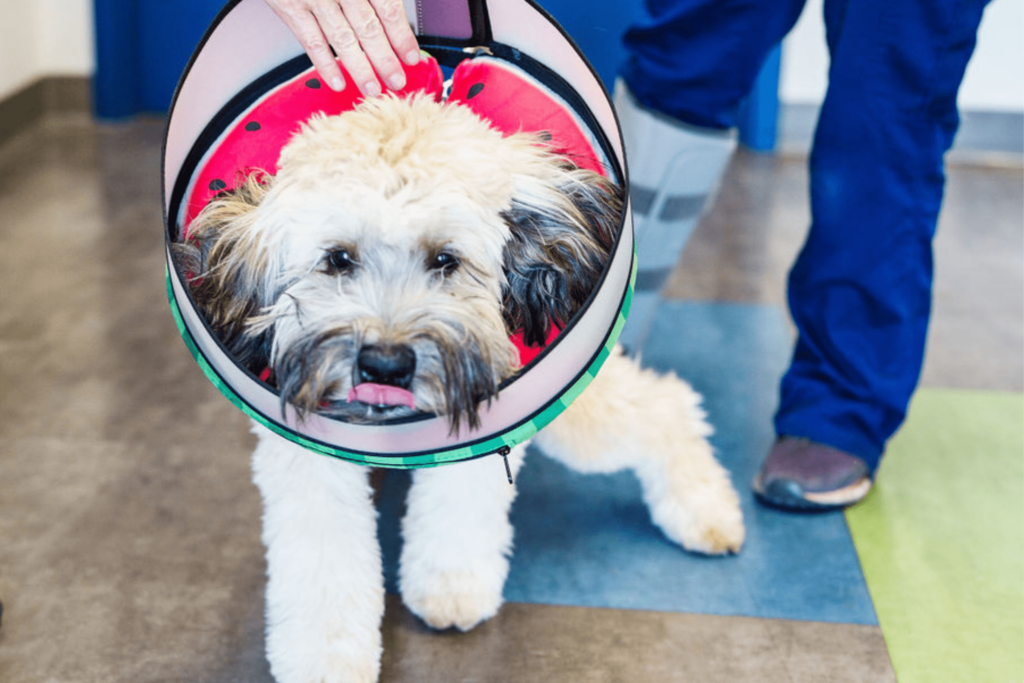 Spay and Neuter recovery