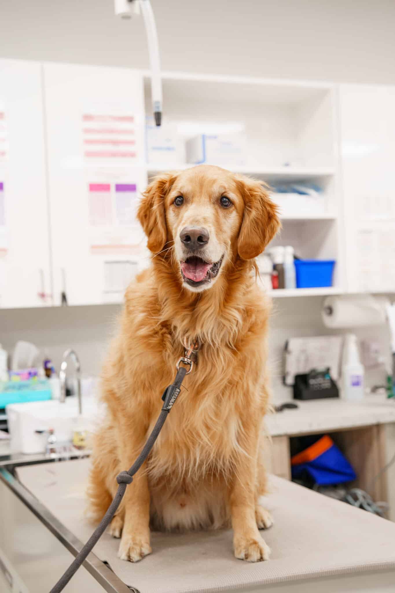 Golden Retriever sitting on a veterinary exam table, looking alert and happy, inside a bright and clean Dr. Kelly's Surgical Unit