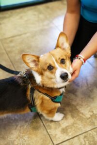 corgi looks at the camera as an individual pets him at Dr. Kelly’s Surgical Unit