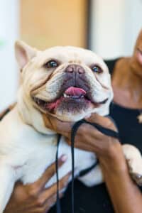 Boxer with stenotic nares being held by owner at Dr.Kelly's