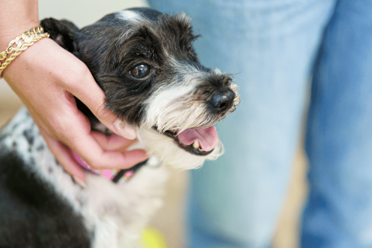 Dog with owner at Dr. Kelly's Surgical Unit