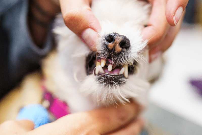 Close-up of a small dog’s mouth being gently opened by a veterinary professional to check for dental health and visible tartar or tooth issues.