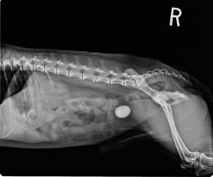 Dog bladder stone x-ray image.