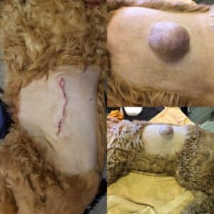 Dr. Kelly's Surgical Unit, cyst removal on stomach, before and after pictures
