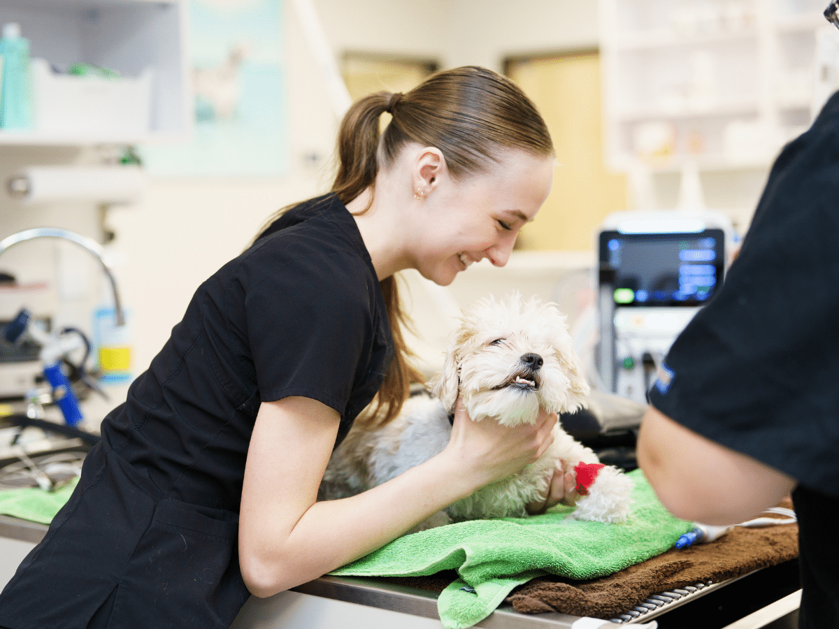 Vet tech at Dr. Kelly's Surgical Unit in Phoenix, prepares for dental surgery on a small dog