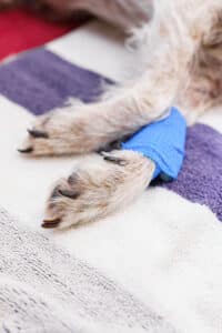 Dog paw with blue surgical tape