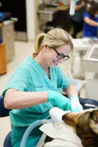 Dr. Kelly Patriquin performing dental surgery on a dog, smiling while providing care in a clinic setting.