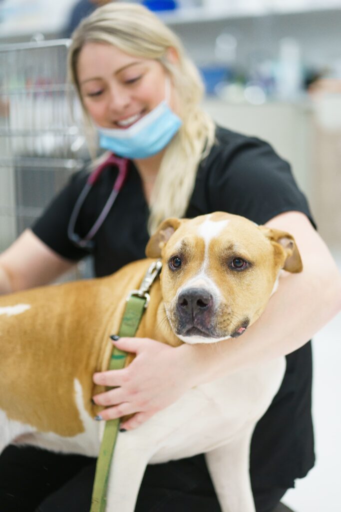 A Dr. Kelly’s Surgical Unit vet tech provides comfort to a dog during its visit, showcasing compassionate care.