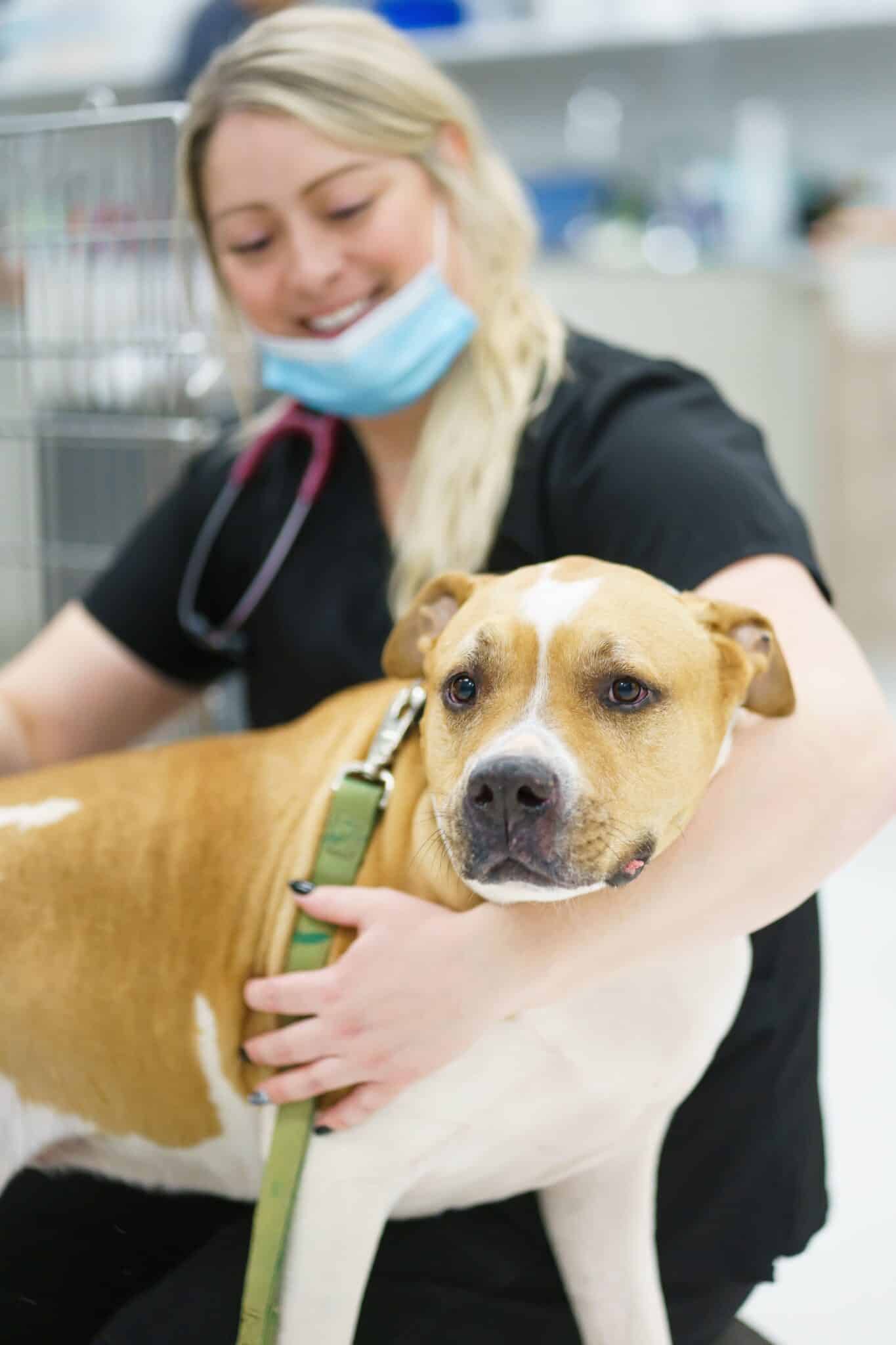 A Dr. Kelly’s Surgical Unit vet tech provides comfort to a dog during its visit, showcasing compassionate care.