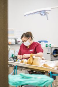 A veterinary technician at Dr. Kelly’s Surgical Unit carefully administering treatment to a dog in the clinic's operating room.